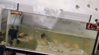 Download Lagu MODUS P3NIPU4N JUAL BELI IKAN LAGI AJA. SEMOGA TIDAK TERJADI PADA KALIAN WARGAKU. MP3 Download Lagu MODUS P3NIPU4N JUAL BELI IKAN LAGI AJA. SEMOGA TIDAK TERJADI PADA KALIAN WARGAKU. MP3