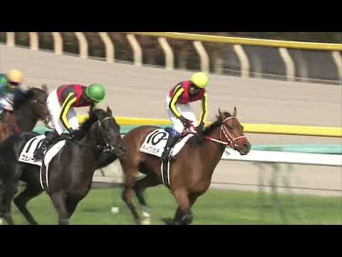 2012 日本ダービー (GⅠ) 直線