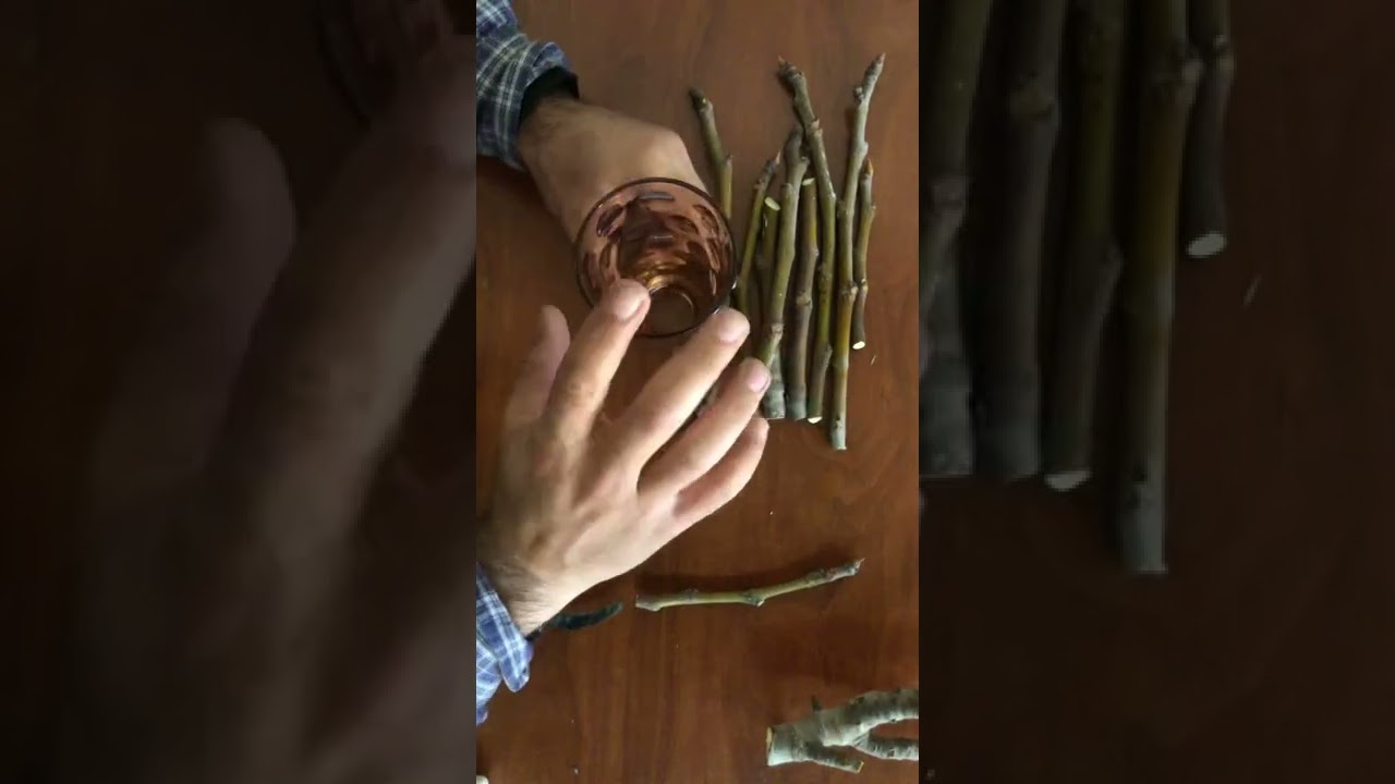 جۆنیتە. جاندنی دار هەنجیر  بە قە لەم