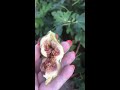 Инжир в горшках подрос , первый плод , август 2018