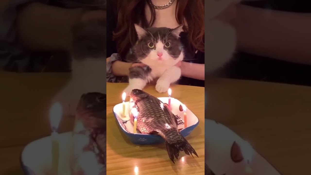 cat calming music with cats birthday  | kitten videos lifestyle