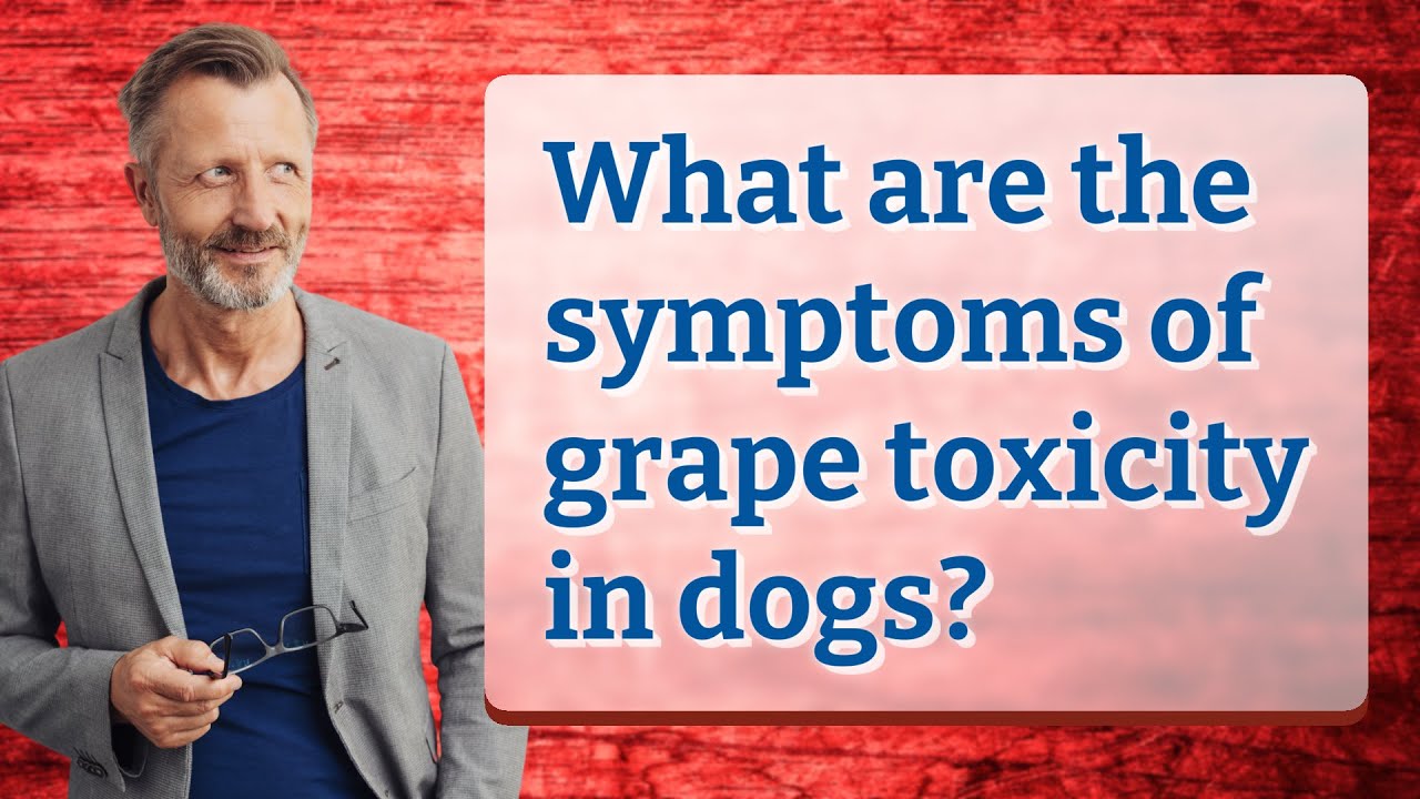 What are the symptoms of grape toxicity in dogs? - YouTube - Grapes Toxicity In Dogs Symptoms And Moderation