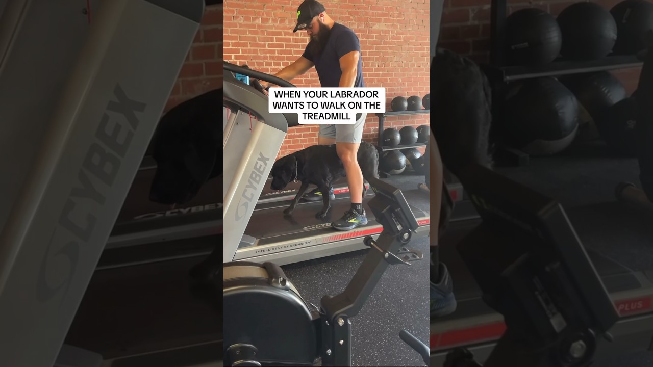 My LABRADOR LOVES the treadmill! dog youtubeshorts YouTube