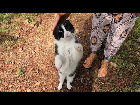 The Enthusiastic Welcome Of A Stray Cat Takes Away All The Tiredness Of The Day