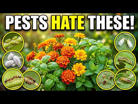 7 Plants That Kill Aphids, Mealybugs, Ants, Whiteflies & More (Naturally)