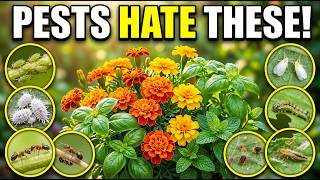 7 Plants That Kill Aphids, Mealybugs, Ants, Whiteflies & More (Naturally)