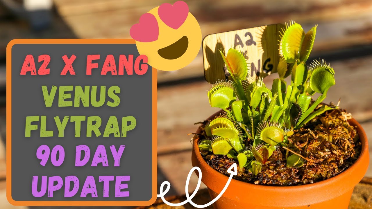 A2 X Fang Venus Flytrap From Etsy 90 Day Update - 11 Days In The