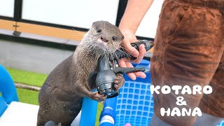 カワウソコタローとハナ 離さないよ！どんだけホース好きなんだコタロー　Otter Kotaro Can't Stop Catching Water Form Hose