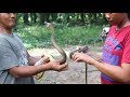 農園に現れたコブラ使いの兄妹が実演中にコブラに噛まれる