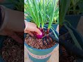 Easy Container Gardening: Care for Green Onions &amp; Strawberries! 🪴