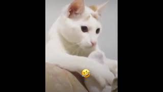 Poor CAT 🐈 Sniffing Socks || CATS REACTION ||Cats Lover || CATS || UAE Travel & Info ||