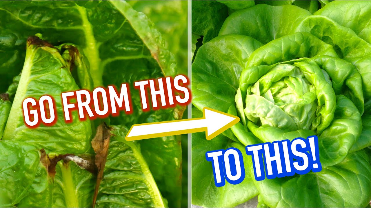 Calcium Deficiency In Plants Treatment