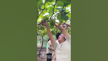 Harvesting Grapes with Shears