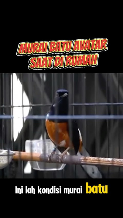 Murai batu avatar ketika di rumah