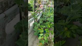 #trending #happywithsubhra #garden #gardening #viral #flowerstagram