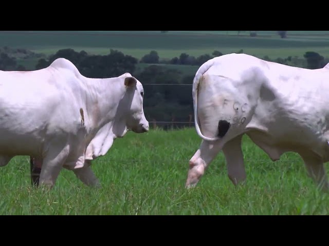 Lote 9   Leilão Virtual Liquidação Kanaxue Chateaubriand Matrizes Paridas e Novilhas