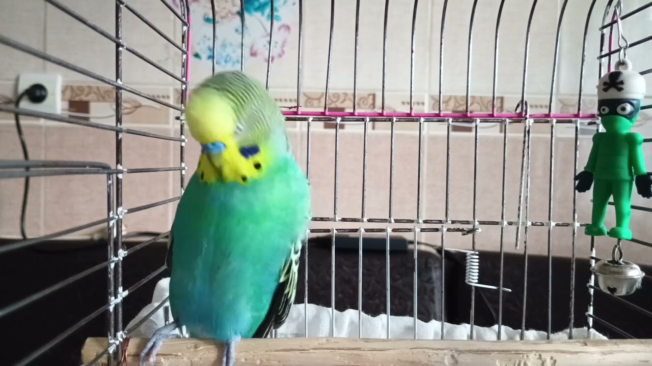 Kuşunu DELİ GİBİ MUTLU ET! 😜 1 DAKİKALIK  Muhabbet Kuşu Aşk & Neşe Sesi