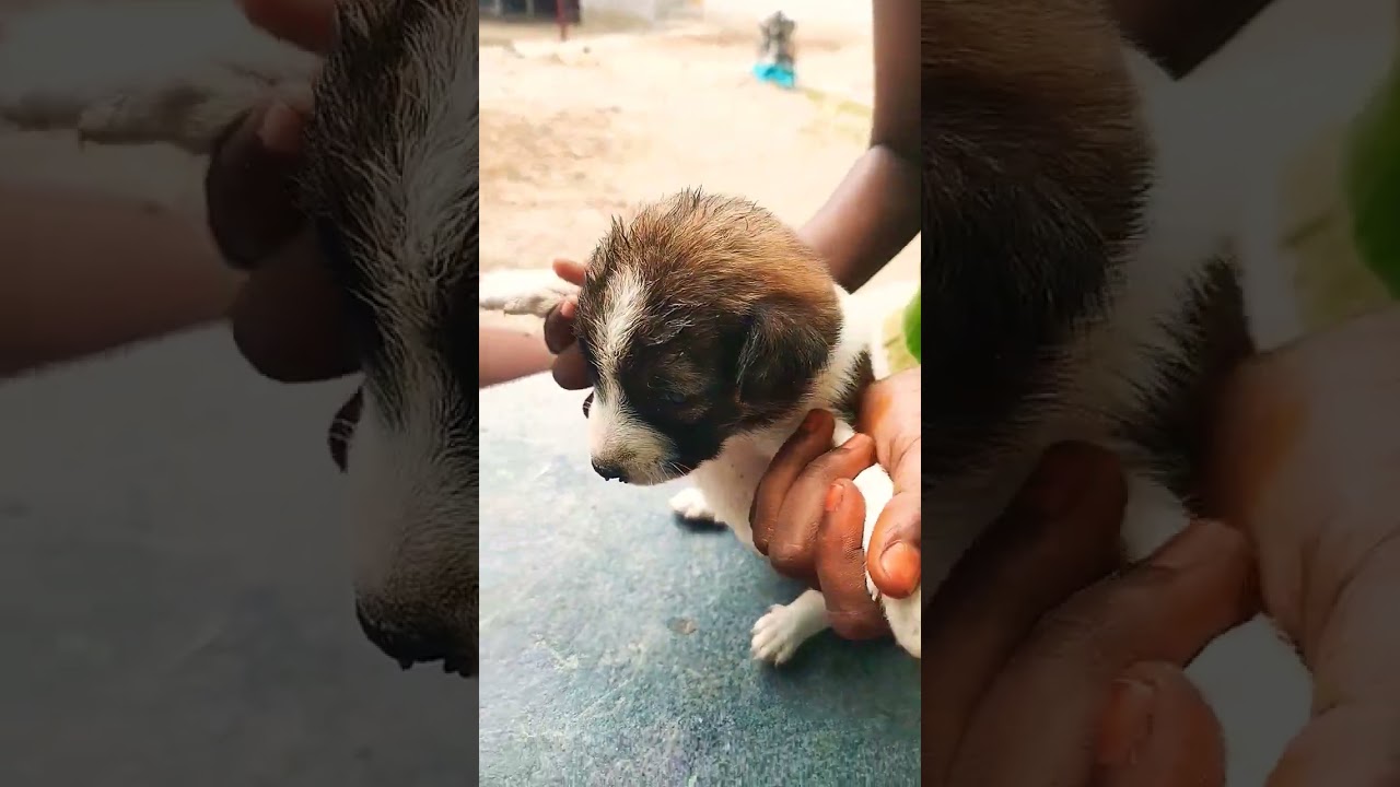 naai Kutty chella kutty 🐕🐕🐕🐕🐕