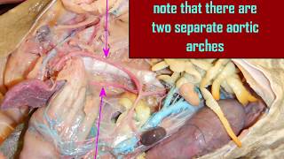 frog circulatory route to leg & back