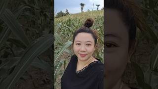 YOUNG CORN free❤️.                      basta ikaw akyat sa bukid 🤣