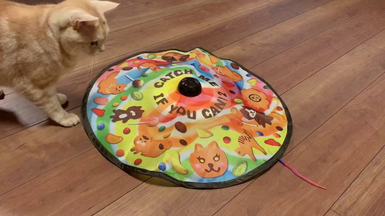 進化した 自動猫遊ばせ機 がすごかった いろいろぐ Various Good