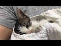 「もう助からないかも・・」庭にいたひとりぼっちの子猫。生死の境を彷徨う子猫に起こった驚きの奇跡とは!?【感動する話】
