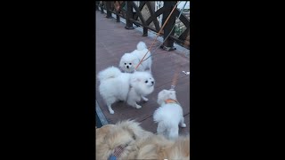 @GoldenRetrieverCream  강아지 너무 귀여워 by  Golden RetrieverCream 175 views 1 month ago 16 minutes