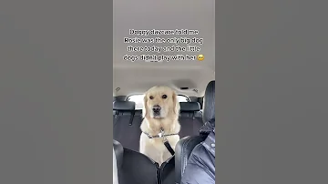 A Sad Day At Doggy Day Care Shorts Dog Puppy Pets 