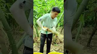 Tenik rahasia memanen bambu mudah menggunakan pisau sederhana oleh petani ahli #shorts