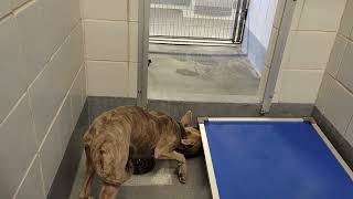 acs A662074