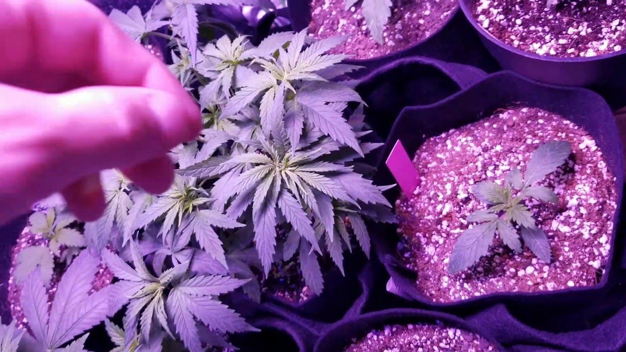 Vivosun vs. Root Pouch vs. 247 Garden. Fabric grow bags.