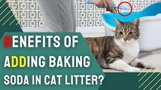 Can You Put Baking Soda in Cat Litter? | Ultimate Odor Control Guide! by Charming Pet Guru Official 584 views 1 month ago 11 minutes, 30 seconds