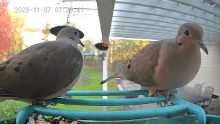 Two Turtle Doves!