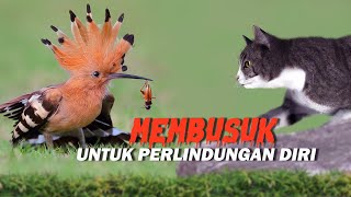 BURUNG Ini Sengaja MEMBUSUK Untuk Menipu MUSUH-nya !!