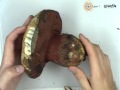 Boletus satanas