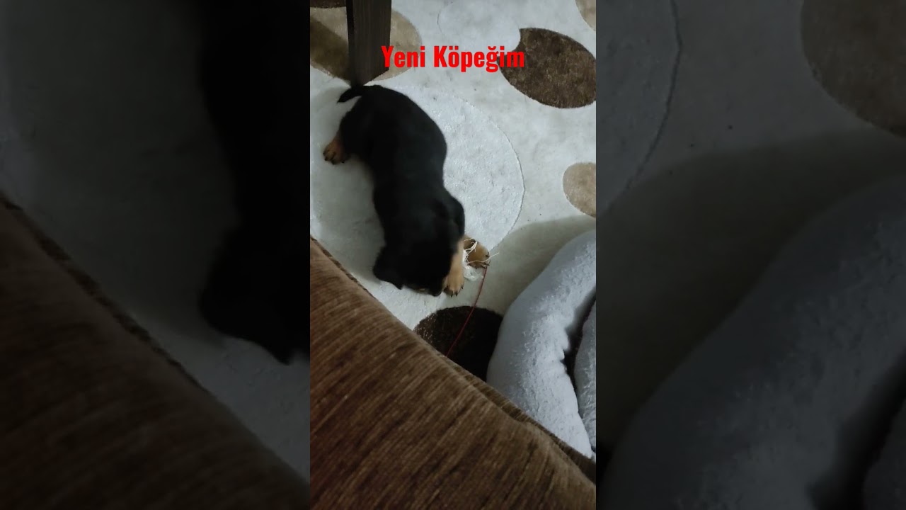 YENİ KÖPEĞİM ROAD WİLLER