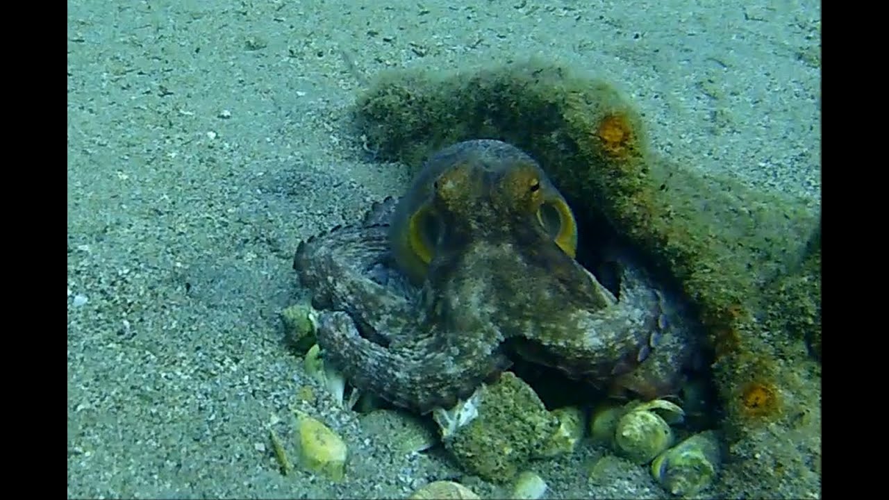 OCTOPUS-ΧΤΑΠΟΔΙΑ ΜΕΣΑ ΣΤΑ ΘΑΛΑΜΙΑ-SPEARFISHING