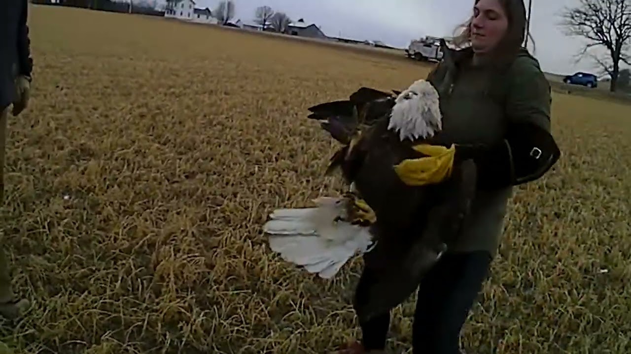 We Energies employee helps injured bald eagle