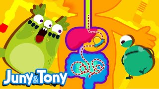 Journey into Our Bodies | Digestive System | My Body Songs for Kids | Kids Pop | JunyTony