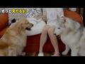 赤ちゃんに近づこうとするハスキーをすかさず止めるゴールデンレトリバー…マジで最強のボディーガード
