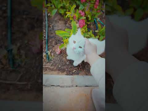 عش يوما كعمر ابن الخطاب