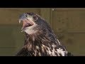 How To Catch A Bald Eagle Hope For Wildlife The Webisodes 