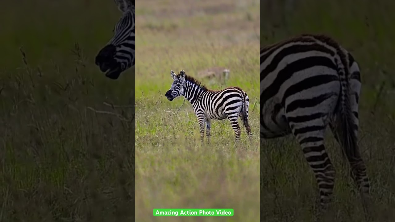 Zebra foal calling for mother 