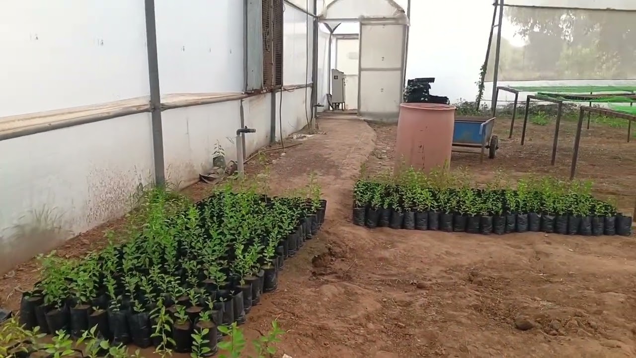 બાગાયત ખેતીવાડી ની મુલાકાતે