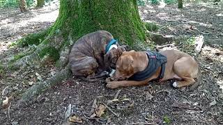 American Bully Stick Theft