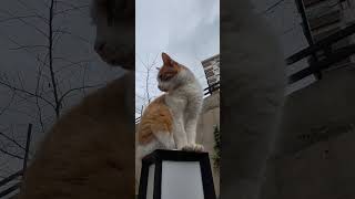 Hulûsi Tekir Ve Hüsrev Sarışın