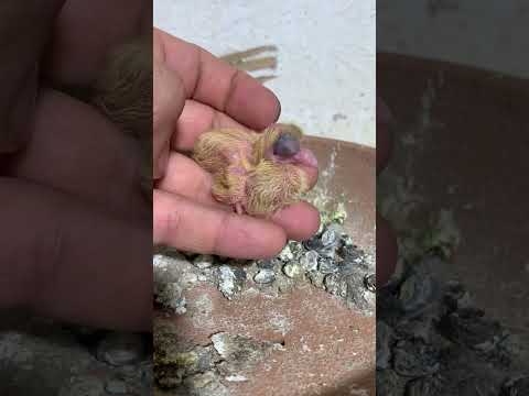 Baby pigeon #chicken #birds #roosterfarm #pigeon #swataseels