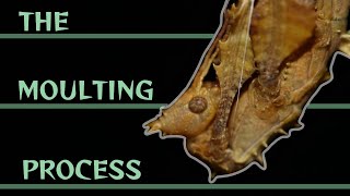 The complete moulting process of Extatosoma tiaratum Profile