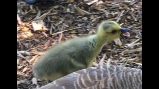 BEAUTIFUL LITTLE CHICKS doing SO WELL, Canada Goslings, Egyptian Goslings, Coot chicks and Frankie