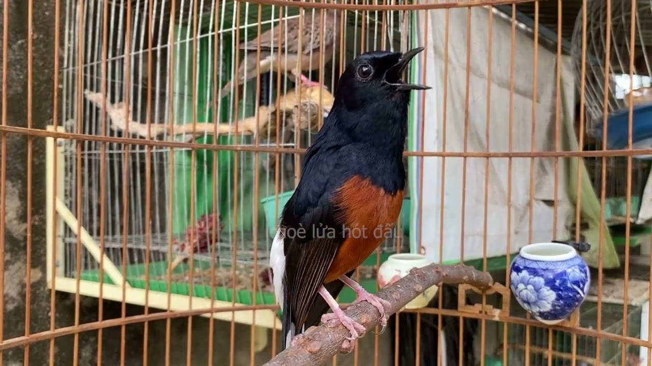 💥Choè Lửa hót Nhiều Giọng CỰC HAY  kích chim nhanh ra giọng học giọng /Chòe lửa kích lửa cực sung 45